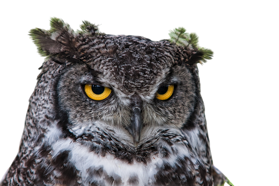 Hibou aux yeux sombres avec fond transparent PNG