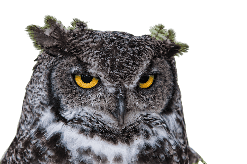 Grim-eyed owl with transparent background PNG