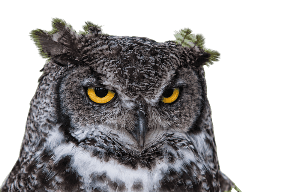 Hibou aux yeux sombres avec fond transparent PNG