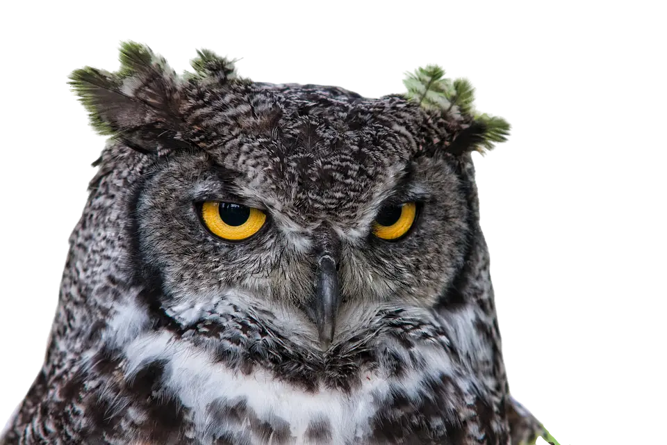Grim-eyed owl with transparent background WEBP