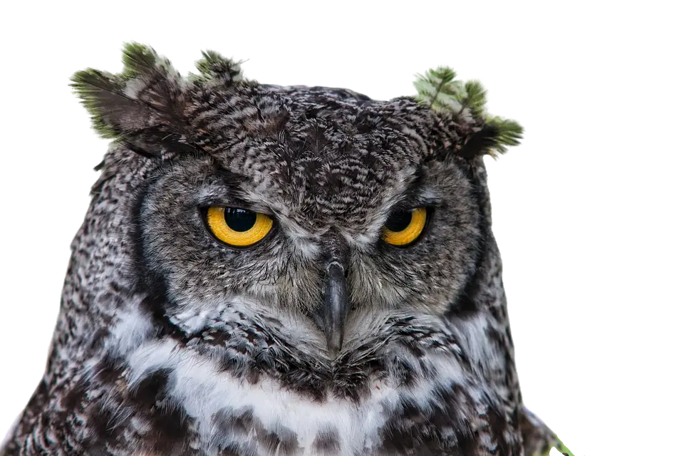 Hibou aux yeux sombres avec fond transparent WEBP